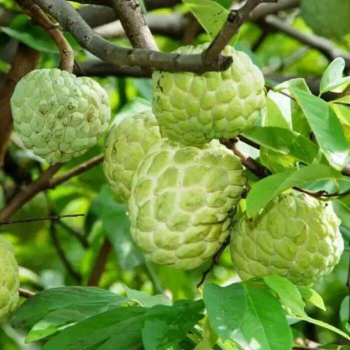 Custard Apple 3ft